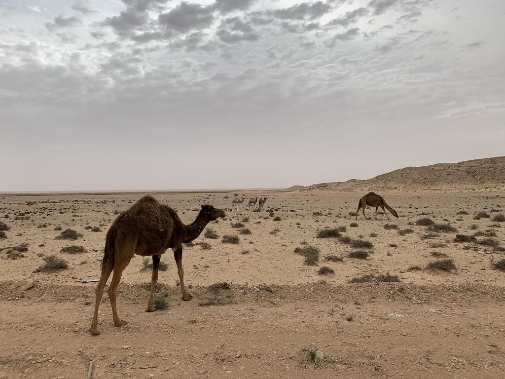 Camels crossing stony desert ground
