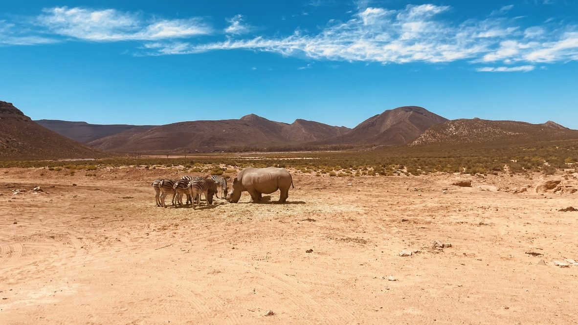 Rhinos grazing on an open desert plain