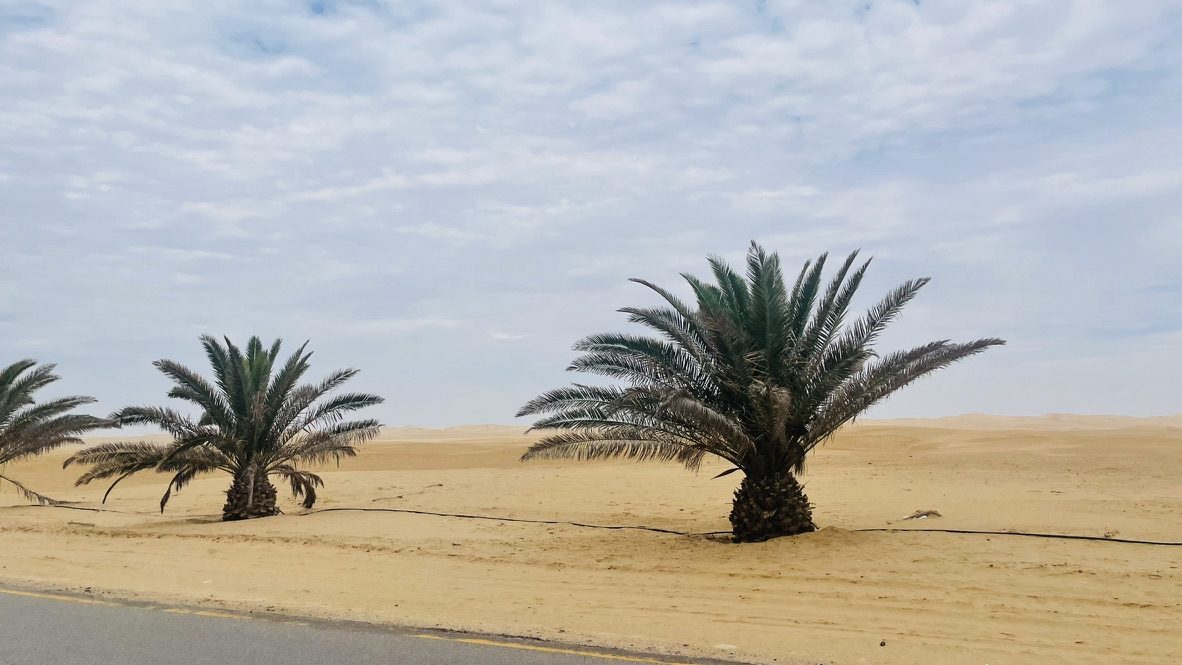Palm trees standing alone in the desert