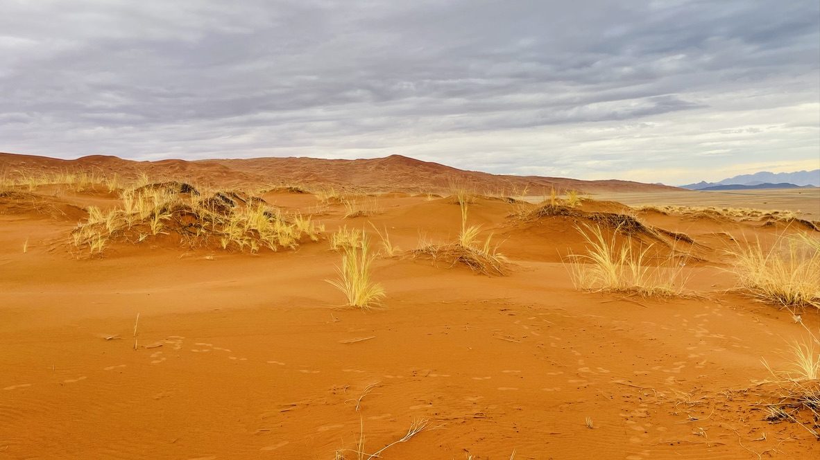 Red dunes with tufts of desert grass